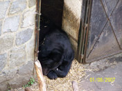 A bear in the castle moat